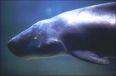 A photo of a modern Kogia breviceps, the pygmy sperm whale. (Photo courtesy of the National Oceanic and Atmospheric Administration)