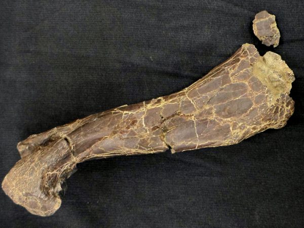 The humerus of a merycoidodontid oreodont.