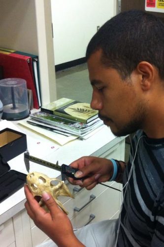PCP-PIRE intern Justy Alicea measuring turtle skulls for his morphometric analysis