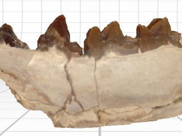 3D surface scan generated in NextEngines ScanStudio software. (Corrected)