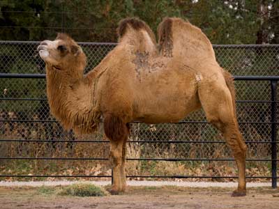 Picture taken from: http://animals.howstuffworks.com/mammals/camel-go-without-water1.htm