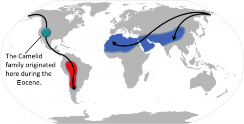 Picture taken from: https://en.wikipedia.org/wiki/Camelid#/media/File:Camelid_origin_and_migration.png