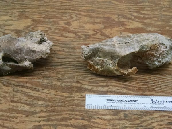 The skull to the left is the one that I prepped that was crushed, and to the right is a normal Mesohippus skull. By Ariel Guggino.