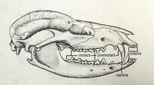 Profile view showing dentition. R.C.Hulbert (2001)