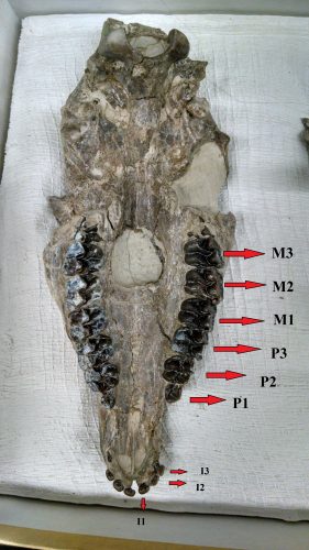 Each tooth has its own identification code, M (molar), P (premolar) and I (incisors). By Ariel Guggino