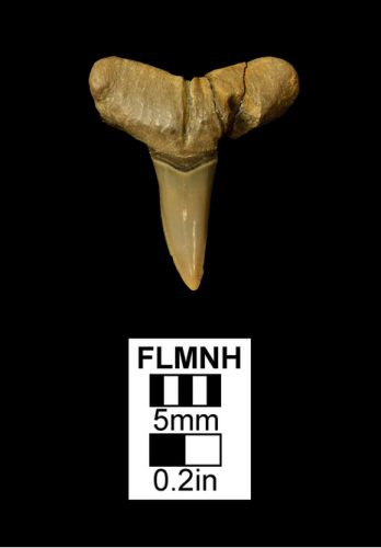 UF 238027: an upper tooth of the lemon shark (Negaprion brevirostris) from the Culebra Formation. (Photo © VP FLMNH)