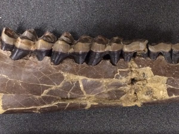 A partial mandible belonging to the camelid Nothokemas