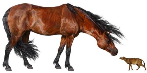 Picture taken from: http://galleryhip.com/mesohippus-horse.html.