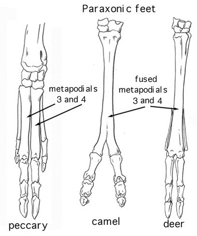 Picture taken from: http://www.life.umd.edu/classroom/bsci338m/Lectures/Ungulates.html