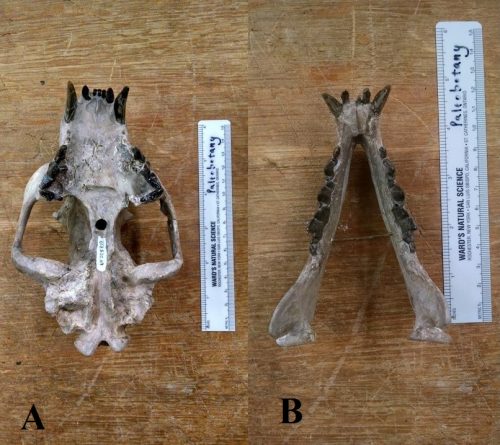 Upper and Lower Mandibles. Photo by Ariel Guggino