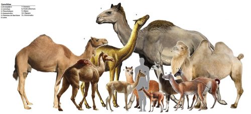 Photo from http://scienceofsatan.tumblr.com/post/25857819106/giant-birds-camelidae-and-giraffidae