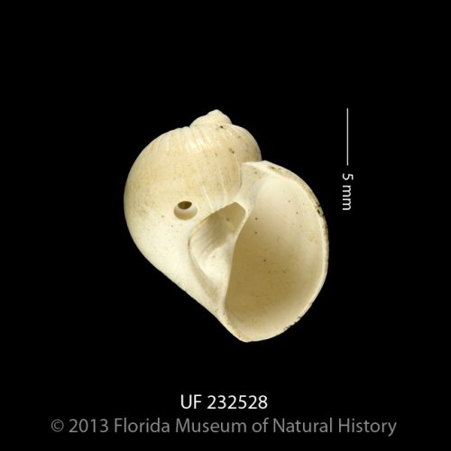 UF 232528, the shell of the moon snail Stigmaulax guppiana. The complete drill hole found on this shell shows that it was the victim of another drilling predator, perhaps even another moon snail. (Photo © IVP FLMNH)