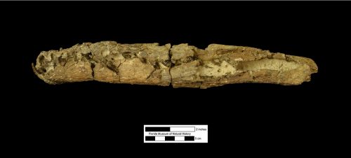 UF 244434, the left half of the skull of Culebrasuchus mesoamericanus. This is a left lateral view of the skull, which gives us a look at the animal’s teeth. (Photo © VP FLMNH)