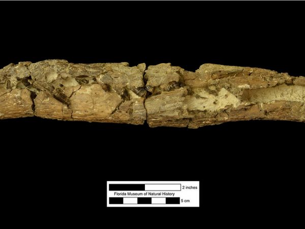 UF 244434, the left half of the skull of Culebrasuchus mesoamericanus. This is a left lateral view of the skull, which gives us a look at the animal’s teeth. (Photo © VP FLMNH)