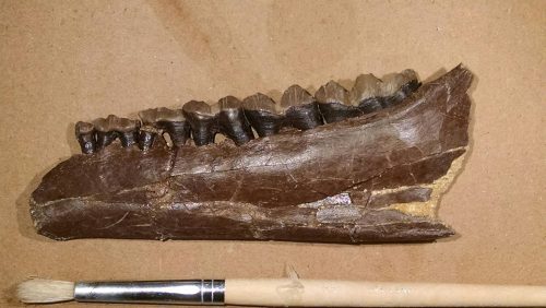 A right mandible with preserved molars P3 – M3. Photo by Ariel Guggino.