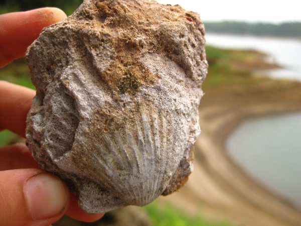 Cast of a scallop shell, preserved in calcareous limestone of the Alajuela Formation.