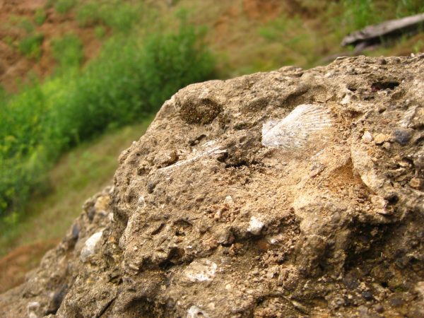 Scallop shell preserved in fossiliferous limestone of the Alajuela Formation. The white color is a result of the calcium-rich carbonate material, from which the shells are made.