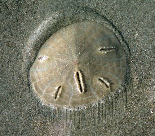 An extant Mellita longifissa plowing through sand. (Photo © Carolina~commonswik)