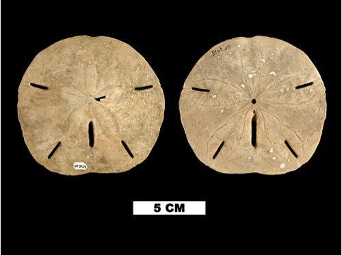 UF 2425, the test of Mellita tenuis. This specimen was found in Manatee County, Florida and is from the Late Pleistocene. (Photo © IVP FLMNH)