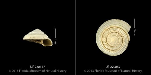 A lateral (left) and dorsal (right) view of the shell of the sundial snail Architectonica nobilis. Photo © IVP FLMNH.