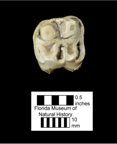 UF 236934, the upper left second molar of an indeterminate peccary. (Photo © VP FLMNH)
