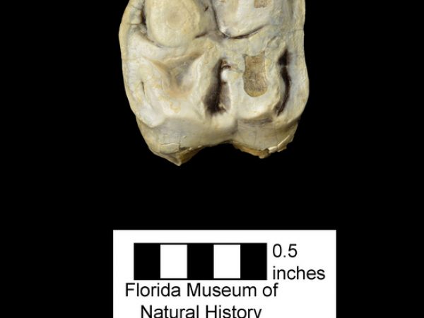 UF 236934, the upper left second molar of an indeterminate peccary. (Photo © VP FLMNH)