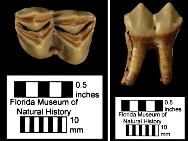 UF/FGS 5680, the lower left first molar (m1) of Floridatragulus dolichanthereus. Left: occlusal surface; right: medial surface (side facing the tongue). Photo © VP FLMNH.
