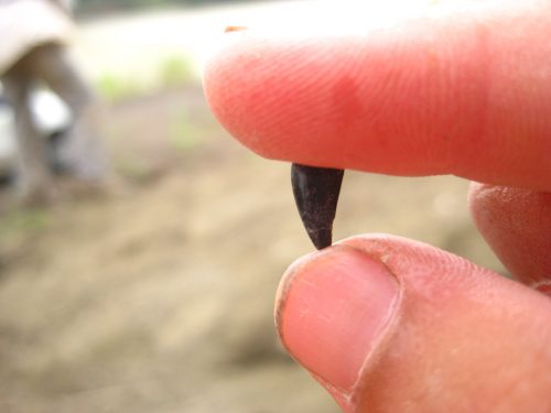 A fragment of a fossilized crocodilian tooth, a common find in the PCP Canal Localities.