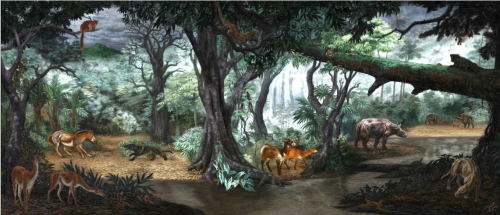 The following illustration is a detailed and scientific reconstruction of the hypothesized paleoenvironment during the early Miocene. Centenario Fauna, ~19 million years ago. On display at the BIOMuseo, Panama City. Illustration by D. Byerley © Florida Museum of Natural History. 