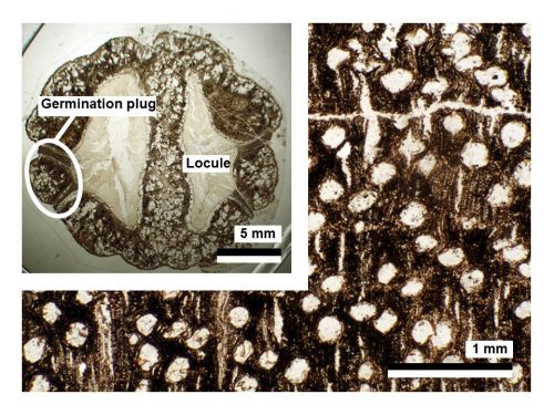 Two plant fossils belonging to the genus Parinari in the family Chrysobalanaceae