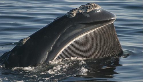 A photo of a right whale showing the baleen, which is used for filter feeding. Photo © Mason Weinrich, Whale Center of New England.