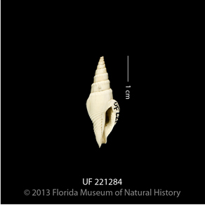 UF 221284, the snail of the dove snail Strombina lessepsiana. Photo © IVP FLMNH.