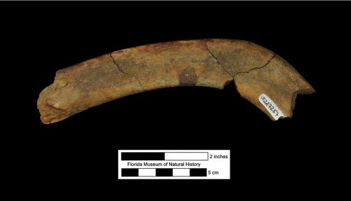 UF 247257, the partial rib of a whale. Photo © VP FLMNH.