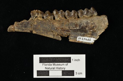 UF 271625, the left mandible of Paratoceras orarius. Photo © VP FLMNH.