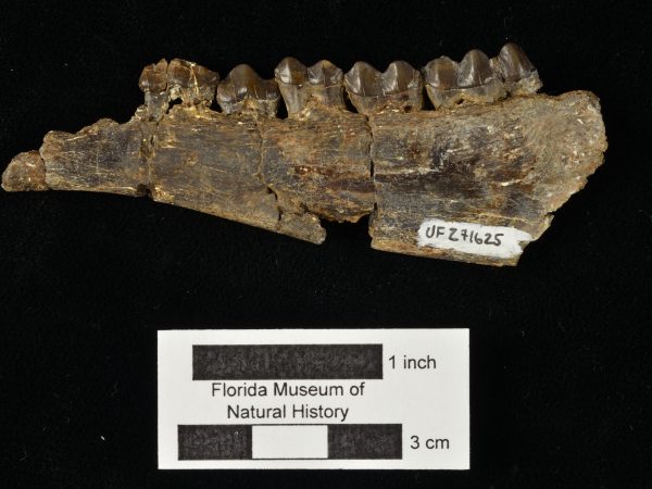 UF 271625, the left mandible of Paratoceras orarius. Photo © VP FLMNH.