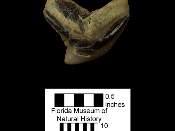 UF 247292, an upper tooth of the tiger shark Galeocerdo cuvier. Photo © VP FLMNH.