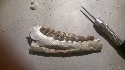 cf. pseudoprotoceratid mandible collected from Nebraska.