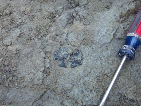 Screwdriver next to exposed fossil