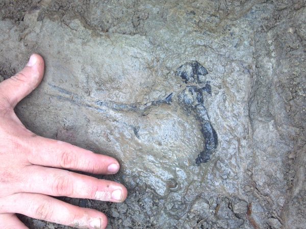 Hand next to exposed fossil
