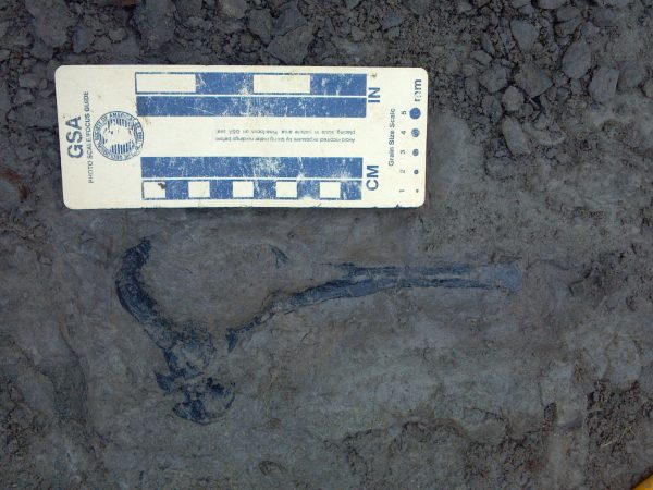Fossil with measurement reference
