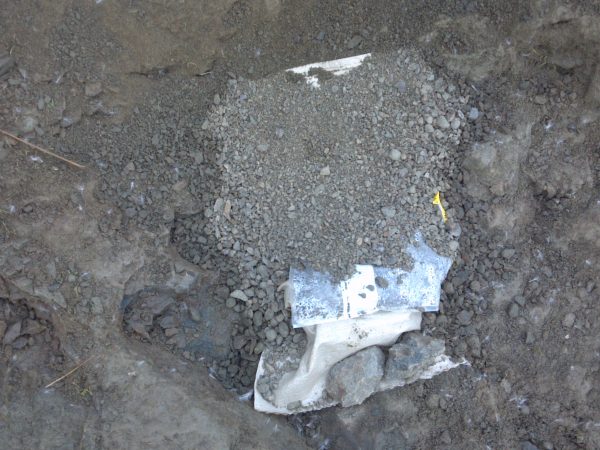 Fossil coated with paraloid