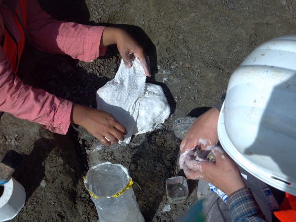 Covering fossil with a thick layer of TP