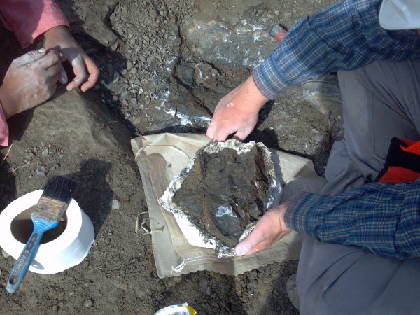 The fossil turned over