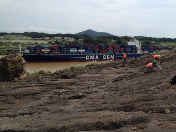 Collecting in the Panama Canal – the crabs are too good to pay attention to the scenery!