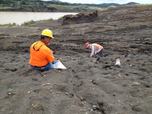 Roger Portell and Adiël Klompmaker hunt for decapods alongside the Panama Canal.