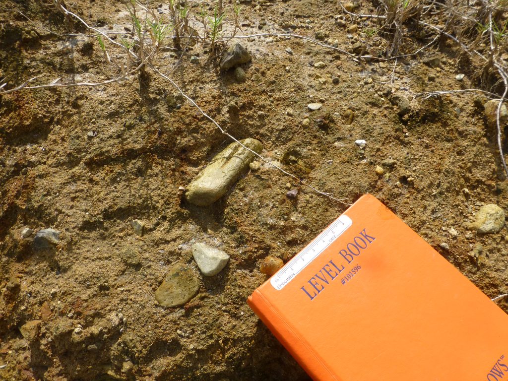 Fossil wood from Lago Alajuela