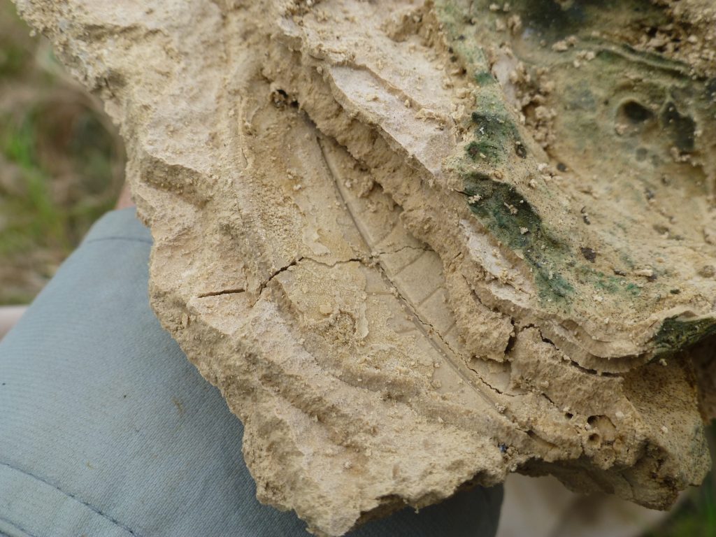 Leaf fossil from Lago Alajuela