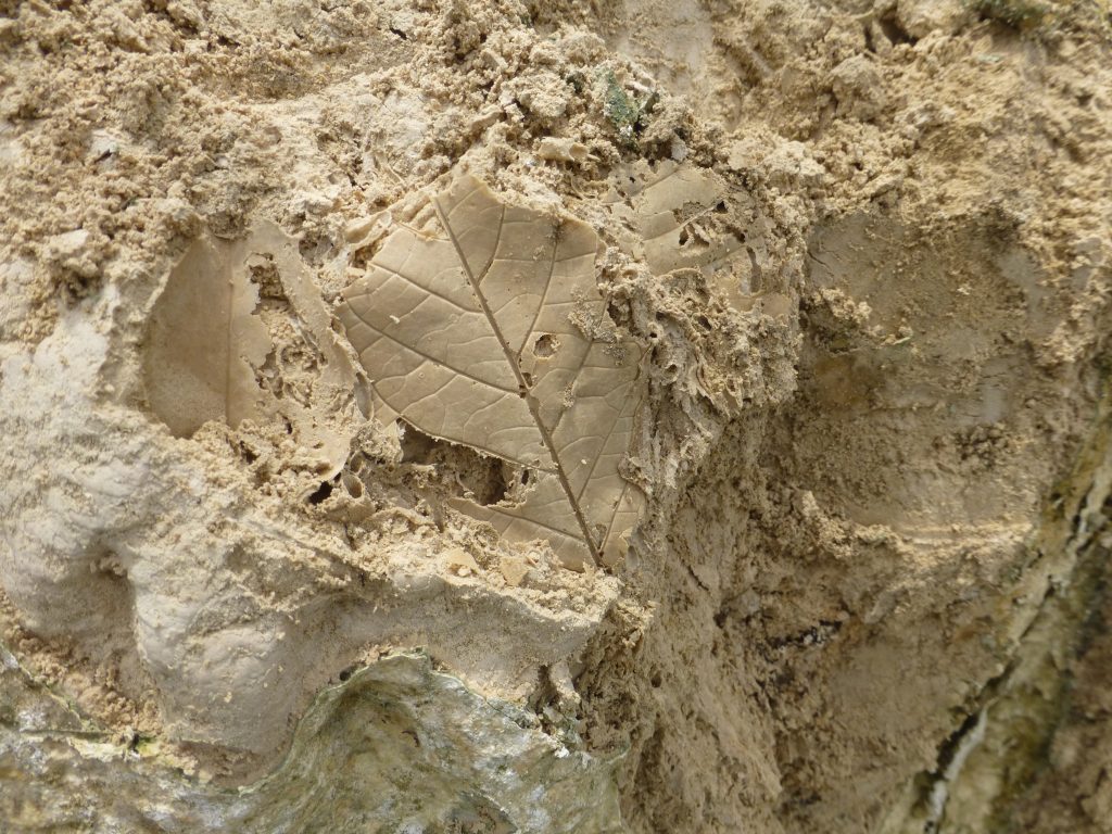 Leaf fossil at Lago Alajuela