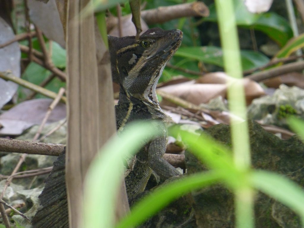 Common Basilisk at the edge of the forest