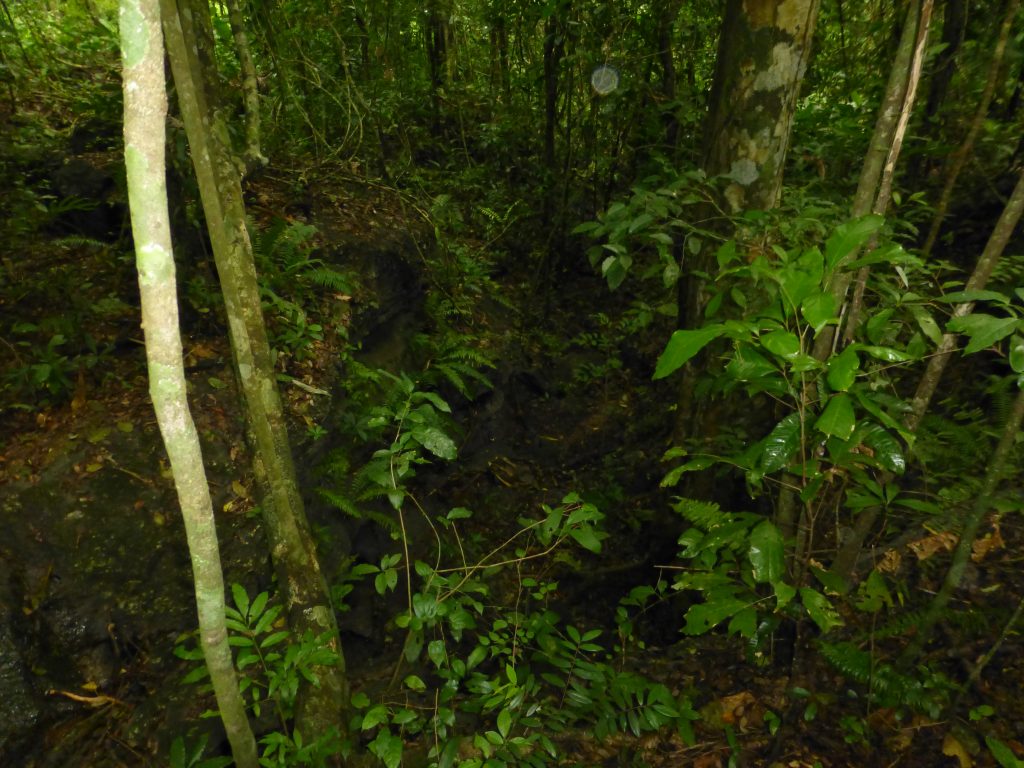 Tropical forest on the hike back to the car